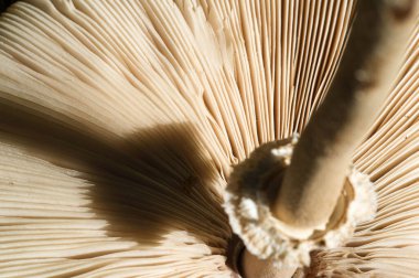 Yakın çekim mantar, doğal duvar kağıdı