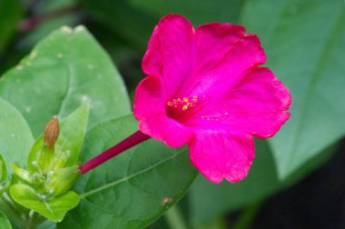 Güzel çiçekli fotoğraf, doğal duvar kağıdı.