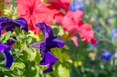 Güzel çiçekli fotoğraf, doğal duvar kağıdı.