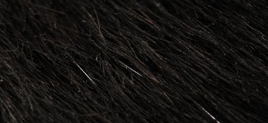 Vahşi su kuşu kürkü, besin, Güney Amerika 'ya özgü bir kemirgene benzeyen büyük bir yarı su kunduzu. Arkaplan dokusu, dekoratif süs,