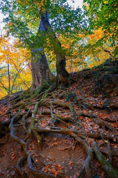 Autumn Photos Crimean Peninsula Beech Hornbeam Forests Forests Predominance Forest — Stock Photo, Image