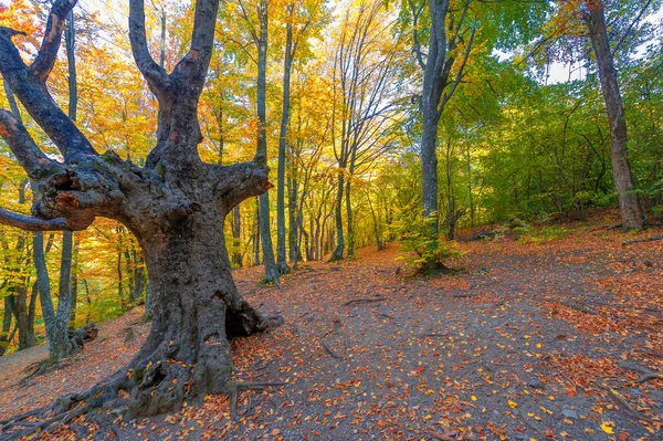 Autumn Photos Crimean Peninsula Beech Hornbeam Forests Forests Predominance Forest — Stock Photo, Image