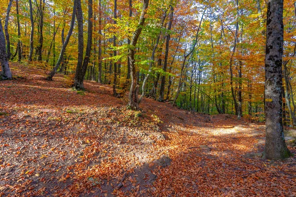 Trilha Caminhada Floresta Faia Outono Alto Das Montanhas Península Crimeia — Fotografia de Stock