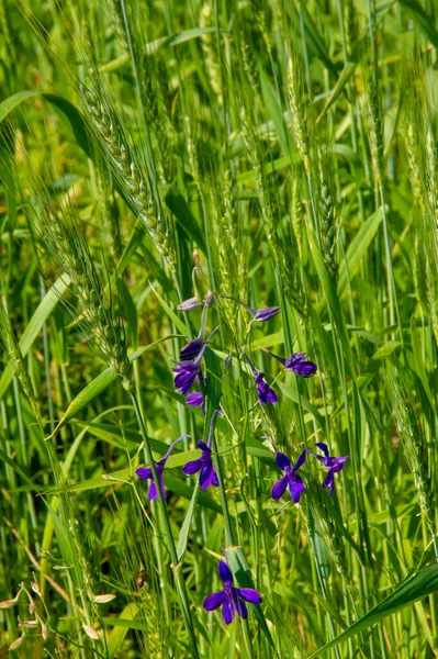 Vacker Blommor Skott Naturliga Tapeter — Stockfoto