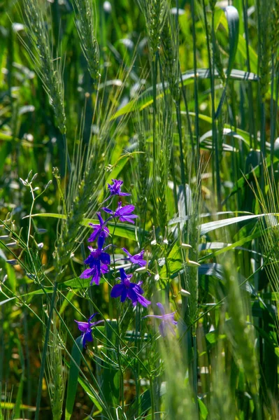 Güzel çiçekli fotoğraf, doğal duvar kağıdı.