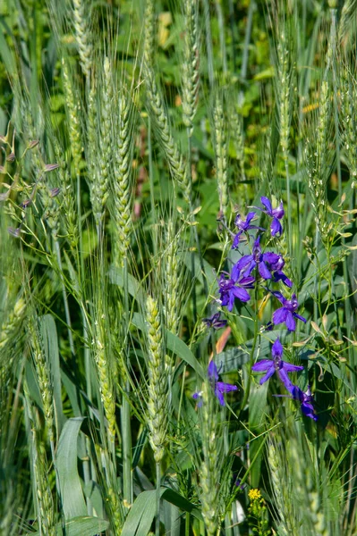 Güzel çiçekli fotoğraf, doğal duvar kağıdı.