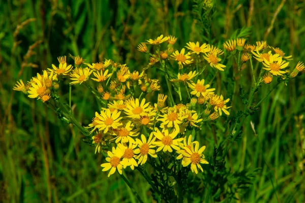 Vacker Blommor Skott Naturliga Tapeter — Stockfoto