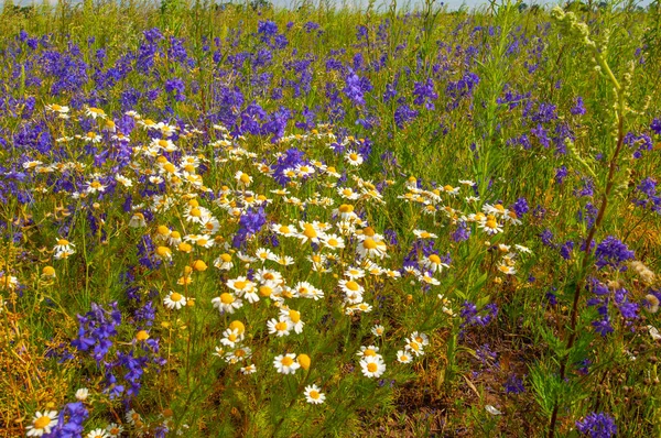 Mooie Bloemen Schot Natuurlijk Behang — Stockfoto