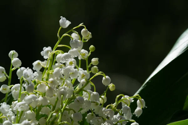 Bel Colpo Floreale Carta Parati Naturale — Foto Stock