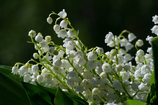 Mooie Bloemen Schot Natuurlijk Behang — Stockfoto