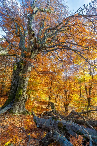 Autumn Photos Crimean Peninsula Beech Hornbeam Forests Forests Predominance Forest — Stock Photo, Image