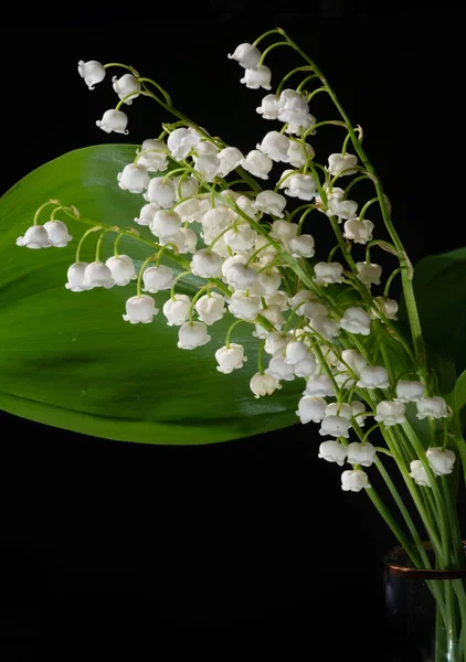 Tiro Floral Bonito Papel Parede Natural — Fotografia de Stock