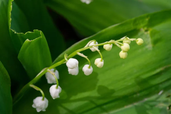 Beautiful Floral Shot Natural Wallpaper — Stock Photo, Image