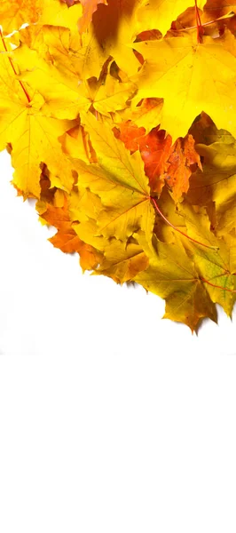 秋天的绘画 秋天的枫叶 不同的颜色 勃艮第 — 图库照片