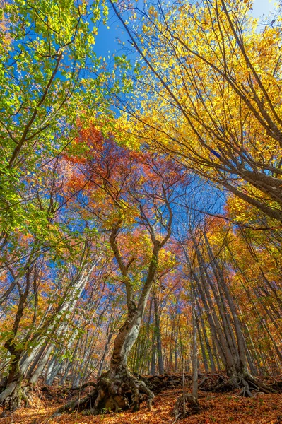 秋の紅葉 季節の植物の背景 — ストック写真