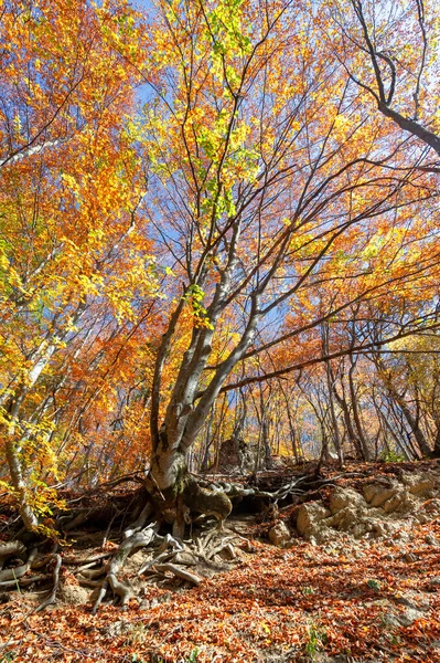 Fotos Outono Península Crimeia Florestas Faia Florestas Com Predominância Faia — Fotografia de Stock
