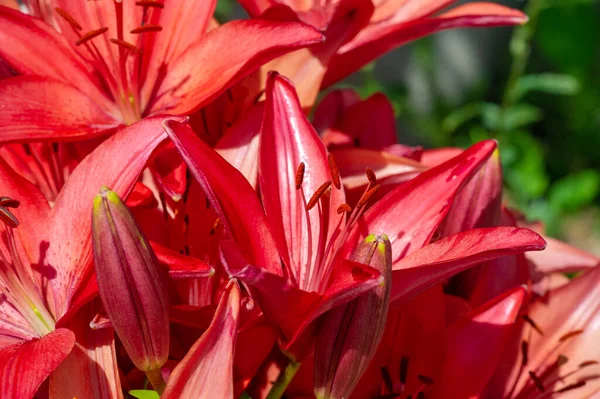 Hermoso Plano Botánico Fondo Pantalla Natural — Foto de Stock