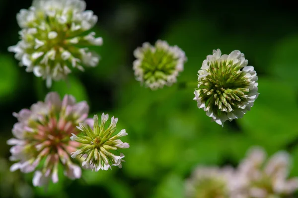 Schöne Florale Aufnahme Natürliche Tapete — Stockfoto