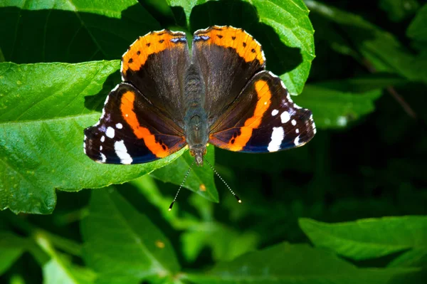 ヴァネッサAtalanta 赤提督または以前は 赤の賞賛に値する 黒の翼 オレンジのバンドと白のスポットとよく特徴付けられ 中規模の蝶です 翼幅は約2インチ — ストック写真
