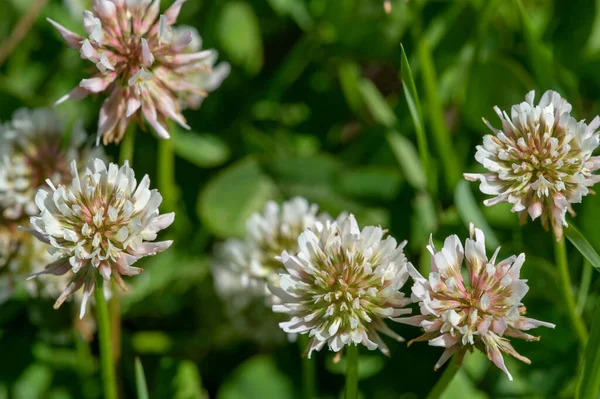 Frumos Floral Shot Tapet Natural — Fotografie, imagine de stoc