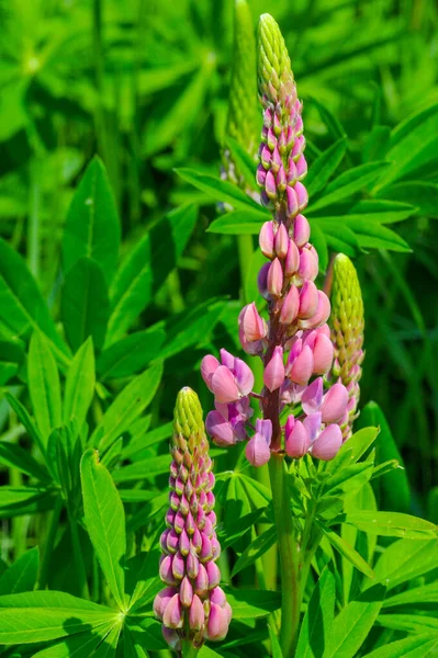 Schöne Florale Aufnahme Natürliche Tapete — Stockfoto