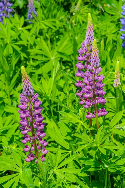 Beautiful Floral Shot Natural Wallpaper — Stock Photo, Image