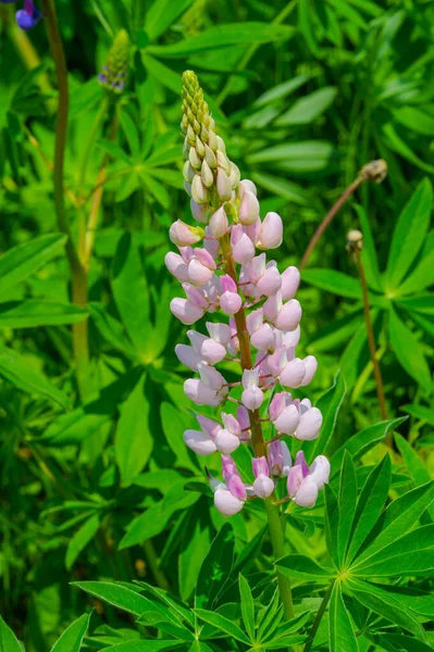 Schöne Florale Aufnahme Natürliche Tapete — Stockfoto