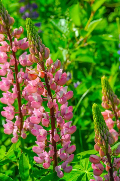 Vacker Blommor Skott Naturliga Tapeter — Stockfoto