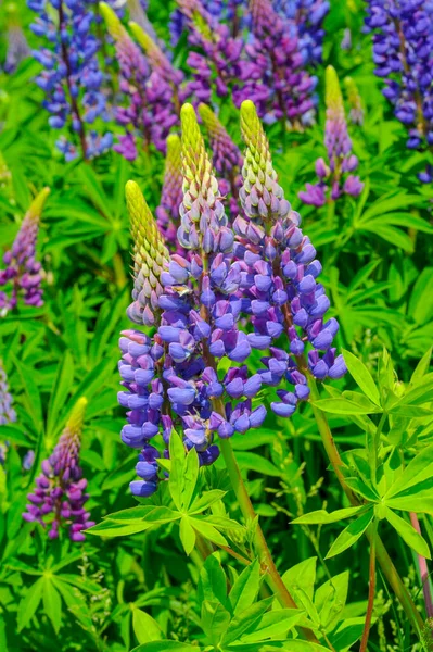 Mooie Bloemen Schot Natuurlijk Behang — Stockfoto