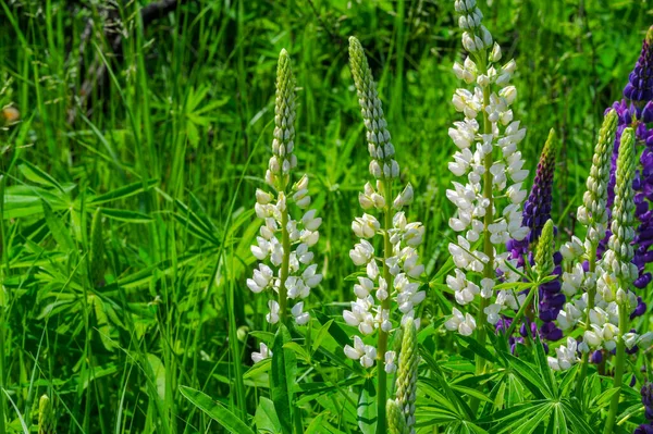 Schöne Florale Aufnahme Natürliche Tapete — Stockfoto