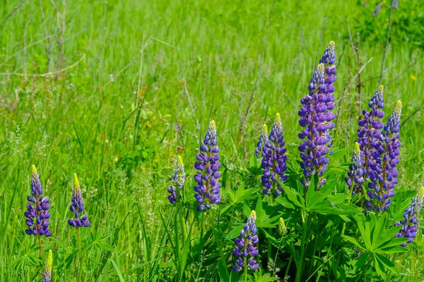 Bel Colpo Floreale Carta Parati Naturale — Foto Stock