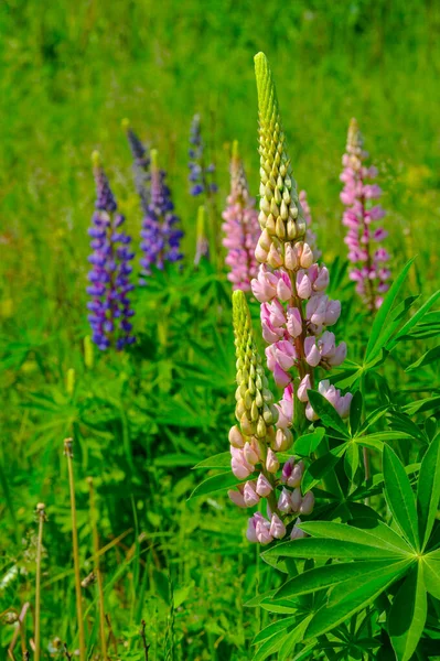 Mooie Bloemen Schot Natuurlijk Behang — Stockfoto