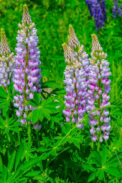 Mooie Bloemen Schot Natuurlijk Behang — Stockfoto