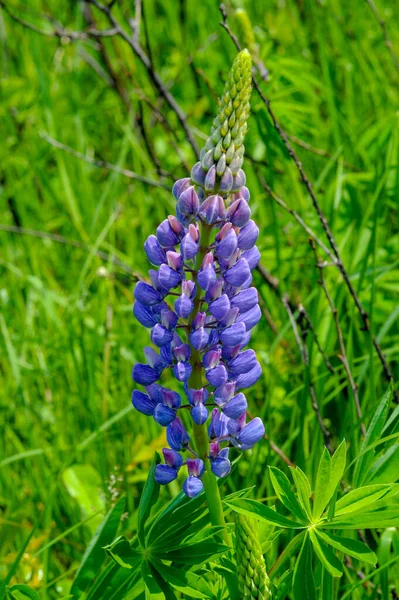 Vacker Blommor Skott Naturliga Tapeter — Stockfoto