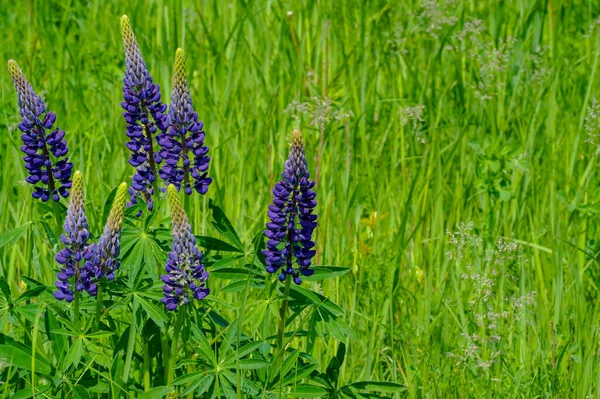 Bel Colpo Floreale Carta Parati Naturale — Foto Stock