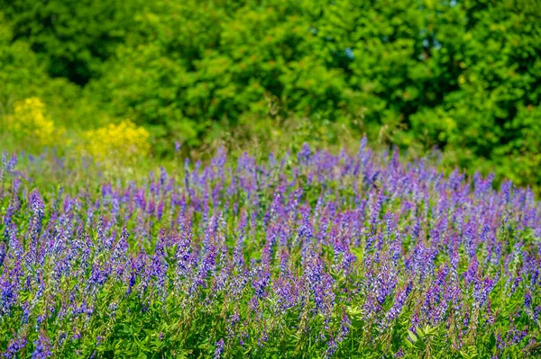 Mooie Bloemen Schot Natuurlijk Behang — Stockfoto