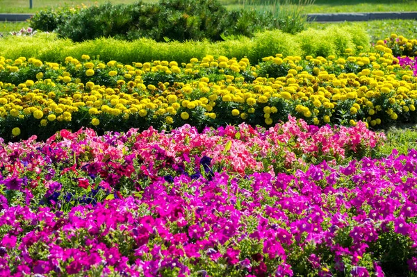 Όμορφο Floral Shot Φυσική Ταπετσαρία — Φωτογραφία Αρχείου