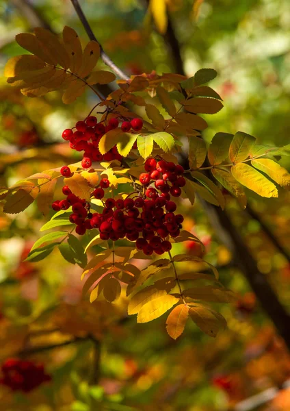 Herbstliches Laub Saisonaler Botanischer Hintergrund — Stockfoto