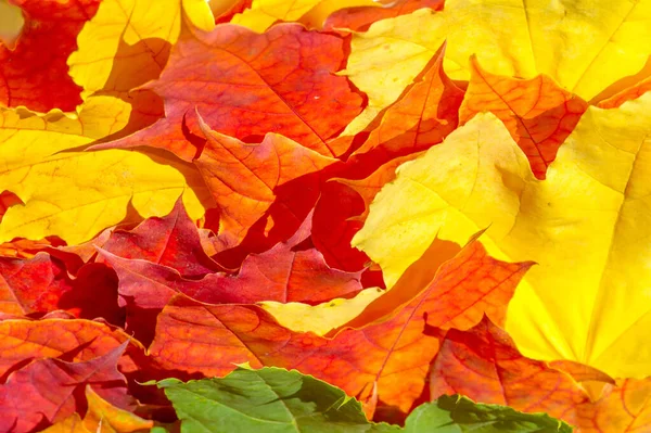 Feuilles Érable Rouges Jaunes Sur Fond Blanc Lorsque Les Feuilles — Photo