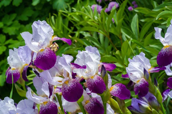 美丽的花卉照片 天然壁纸 — 图库照片