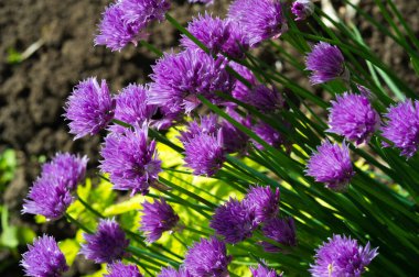 Güzel çiçekli fotoğraf, doğal duvar kağıdı.