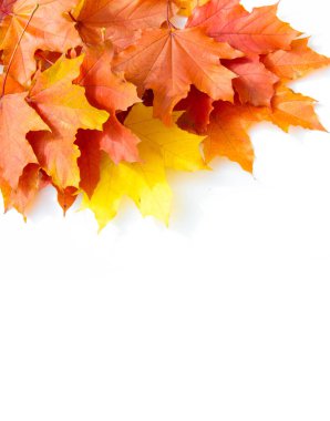 Sonbahar yaprakları, mevsimsel botanik arka plan