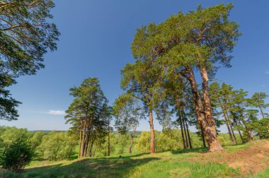 Yeşil bahar manzarası, gündüz manzarası.