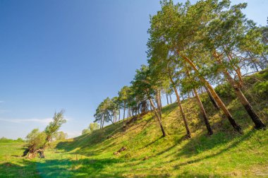 Yeşil bahar manzarası, gündüz manzarası.