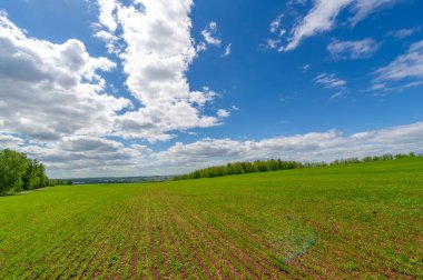 Yeşil ve bulutlu gökyüzü ile yaz manzarası