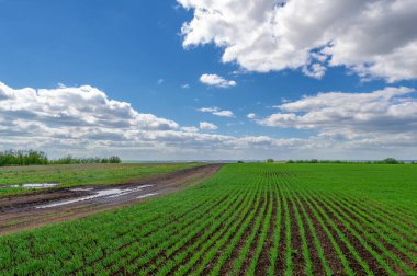 Yeşil bahar manzarası, gündüz manzarası.