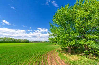Yeşil ve bulutlu gökyüzü ile yaz manzarası