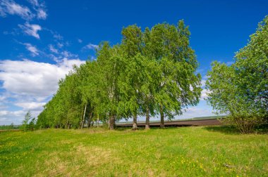 Yeşil ve bulutlu gökyüzü ile yaz manzarası
