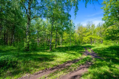 Yeşil bahar manzarası, gündüz manzarası.