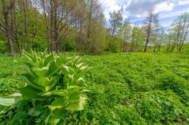 Yeşil ve bulutlu gökyüzü ile yaz manzarası